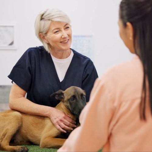 Faut-il prendre une assurance pour son chien
