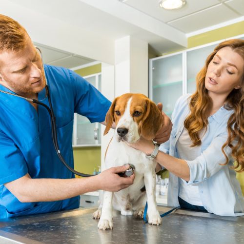 Mutuelle beagle