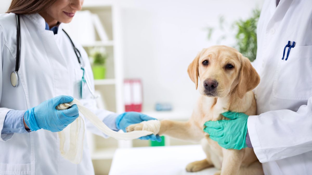 Mutuelle labrador